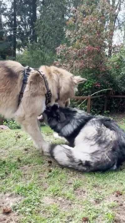 Why do my husky mixes play like this?
