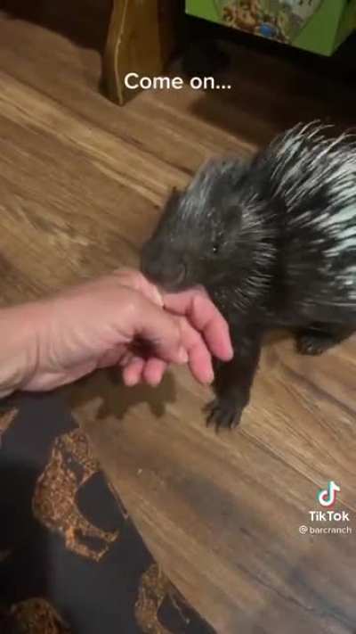 Porcupine