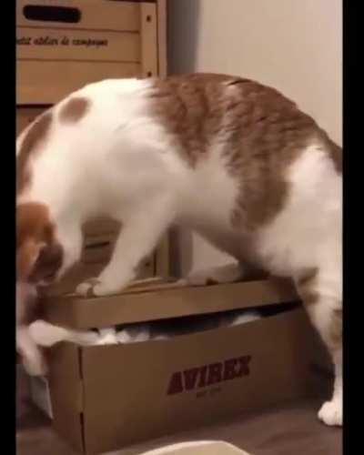 Cat's a boxer