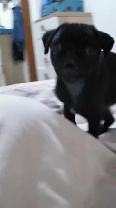 Pug please no
