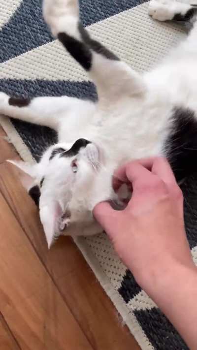 The difference between cats.