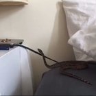 Snek