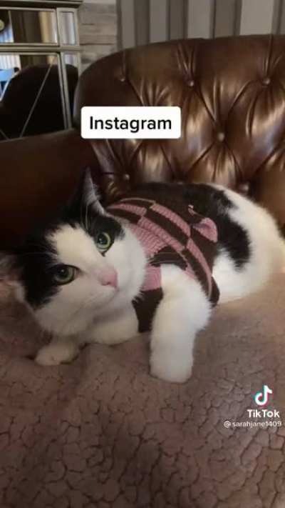 Asfgaad make your cat watch this