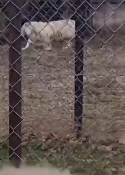 Filming a white tiger, what could possibly go wrong?