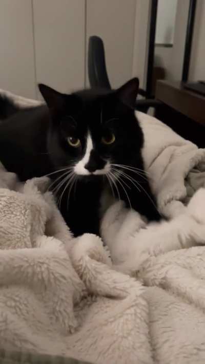 Bedtime biscuits
