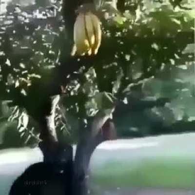 O magago