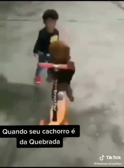 Cachorro de sapucaia