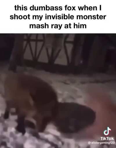 dumbass fox