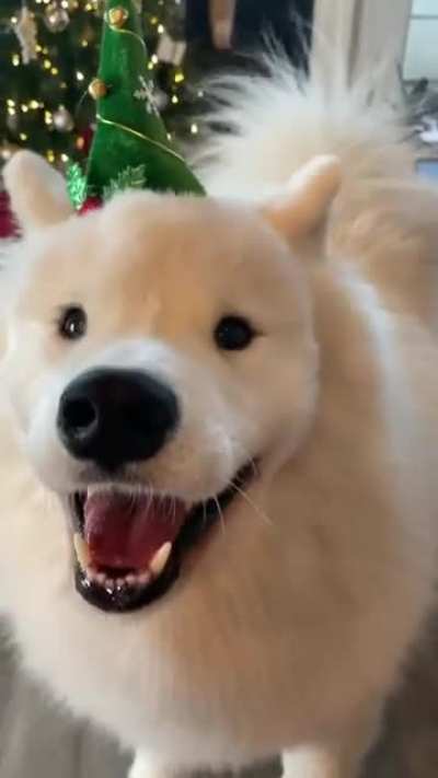 It’s beginning to look a lot like Christmas
