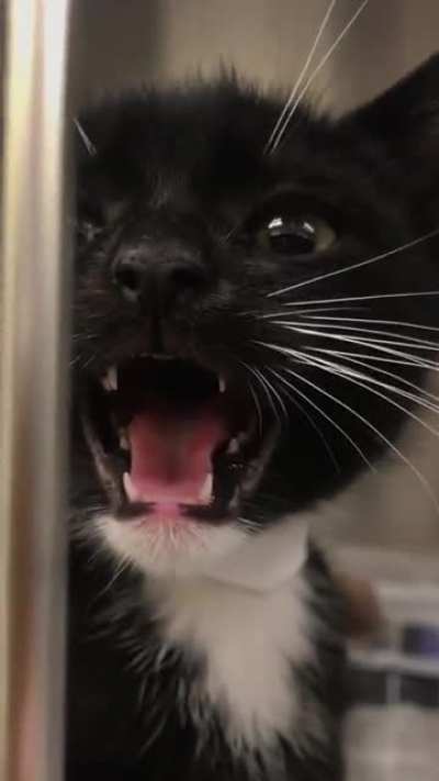 My cat immediately started looking for the screaming baby😂