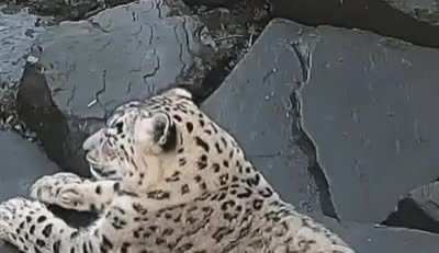 Кошка ебобошка