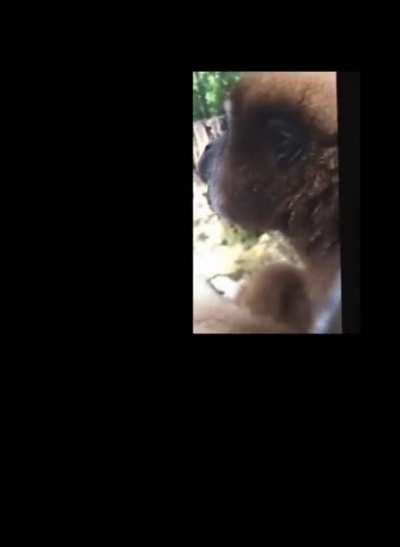 Monke