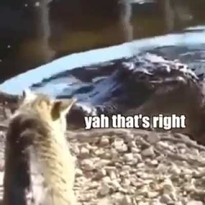 cats are crazy