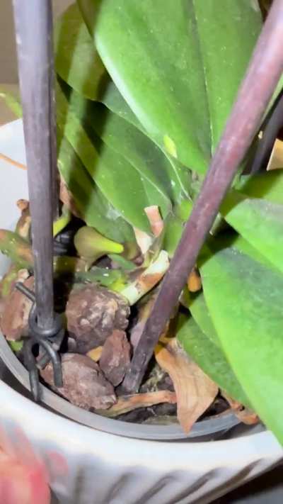 Is this a keiki??
