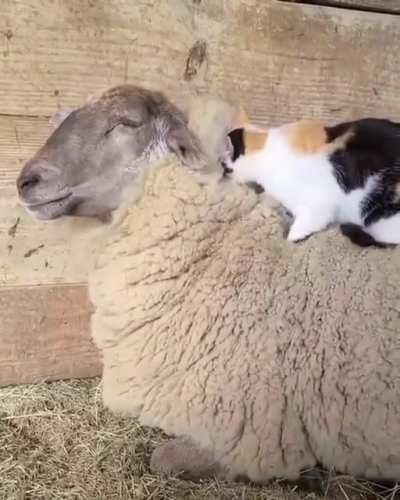 So ein frischgemachtes Bett ist aber auch was feines.