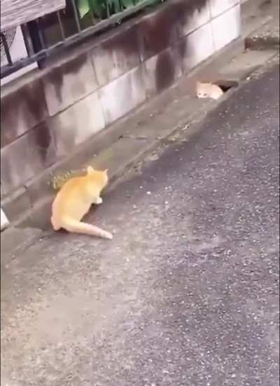 Catch me....if you can