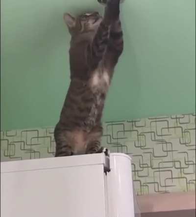 Silly kitty!