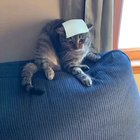 Cat.exe overloaded by cheese challenge