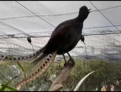 sweet song of the lyre birdie