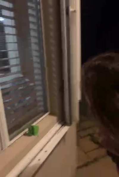 We encounter a Huntsman spider!