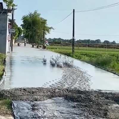When the town was building a new road, the ducks paved there own path..