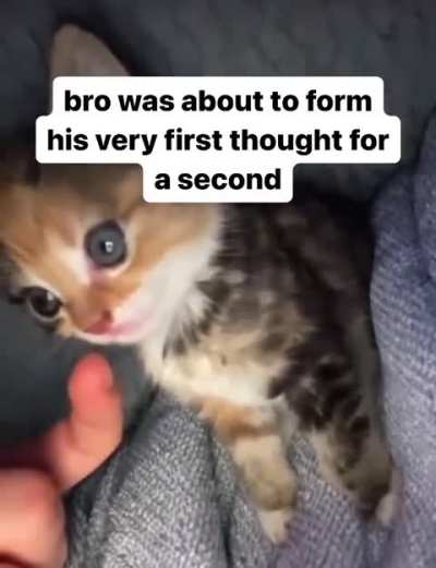 Banishing cat