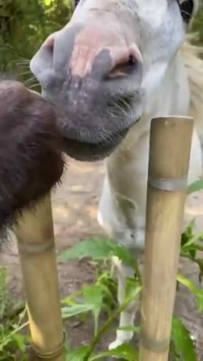 friend
