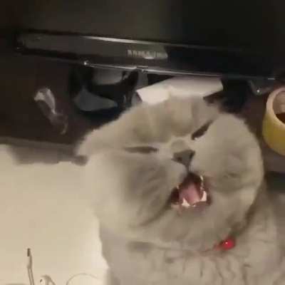 I hope that angry floof seeks revenge