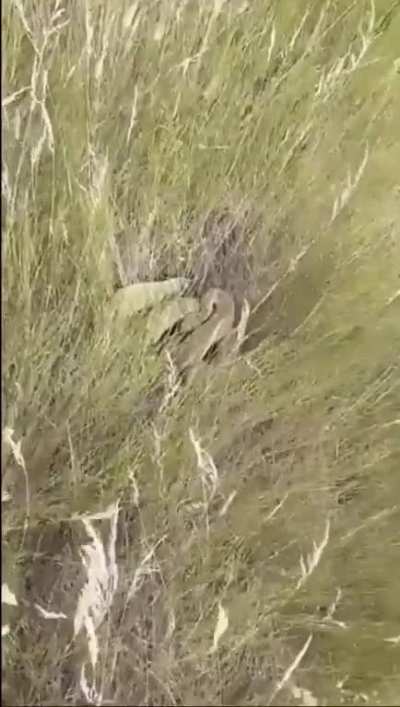 A wild snek appears!