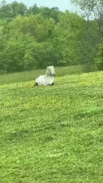 Прикольная лошадка