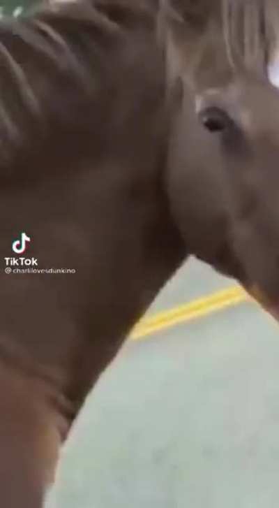 Is that the horse from Horsin’ Around?
