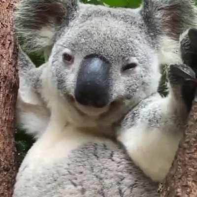 Koala's fur is actually pretty awesome. They have the most effective insulating back fur of any marsupial and is highly resilient to wind and rain, while the belly fur can reflect solar radiation. Also, the fur on the rump is densely packed to provide 'cu