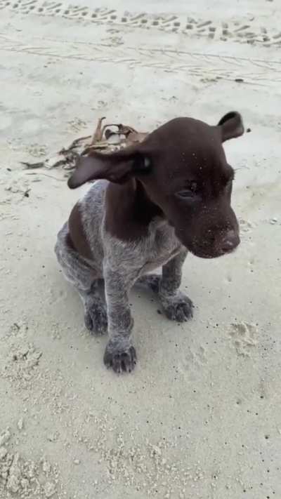 Blowin in the Wind