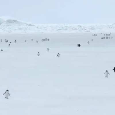 Penguins at 5x Speed