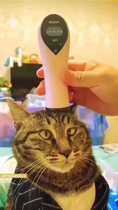 Funny cat videos.