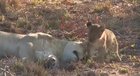 🔥 Lioness loving her cub 🔥