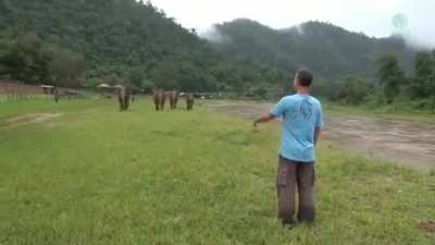 In Thailand, these elephants were rescued from abuse. They were brought to a sanctuary where a caretaker raised them with affection and love. Watch their reaction when they hear his voice. This is love.