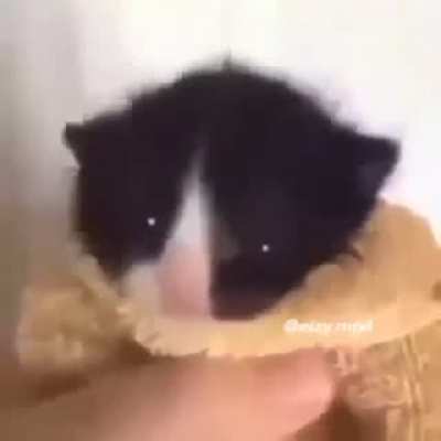 BeelcitosMemes - Video #2980