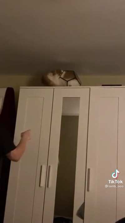 Curiosity didn’t kill the cat this time around, but it did get it into an interesting situation