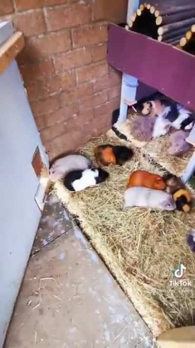 have you guys seen this account on tiktok? 90+ guinea pigs and they’re all named ❤️ (@masons_cavies)