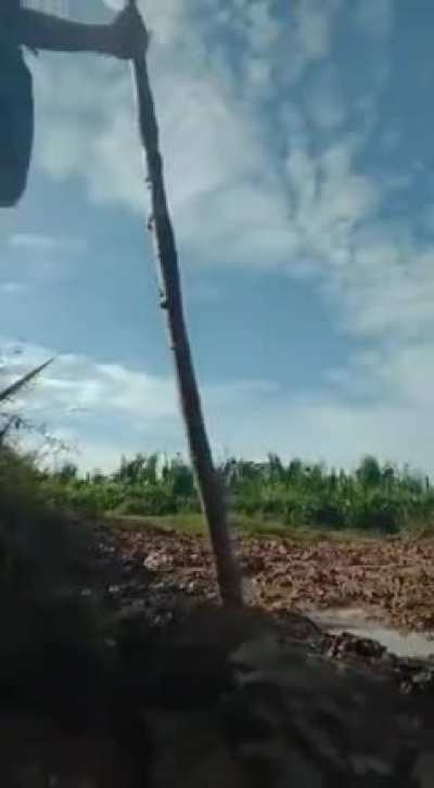 tarzan 3.0