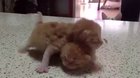 Excited new parent playing with new kittens