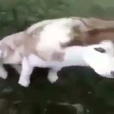 Que fofinho 😃