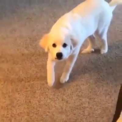 Coconut... NOOOO!