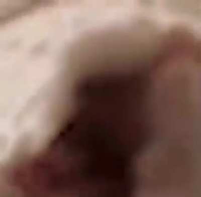 Dog.mp4