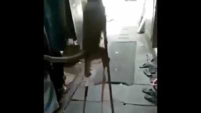 Volte ao macaco