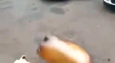 Dog goes boom (Dog wasn't harmed)