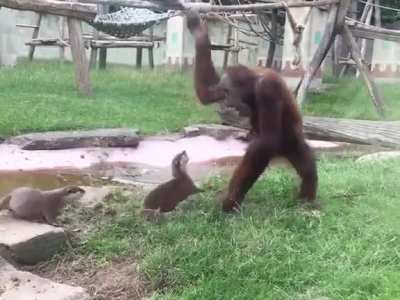 Poor monke