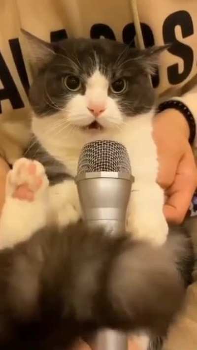 Singer 🤟