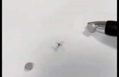 Half life spider